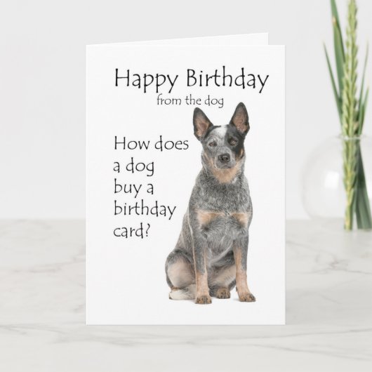 Carte d'anniversaire du chien de bétail (Devant)