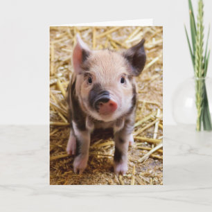 Carte d'anniversaire du cochon mignon