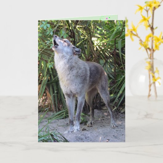 Carte d'anniversaire du loup hurlant (Fleur jaune)