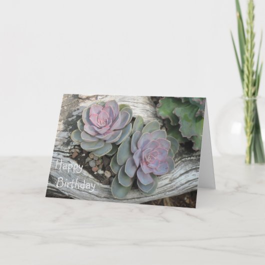 Carte d'anniversaire Echeveria Succulente (Devant)