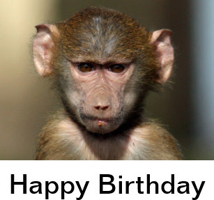 Télécharger gratuitement Images Cartes Humour Drole D Singe D Anniversaire Zazzle Be actualisé salutations