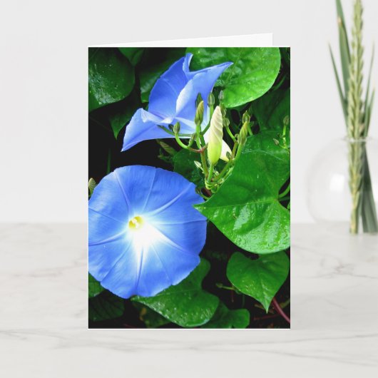 Carte d'anniversaire HeavenBlue Morning Glory (Devant)