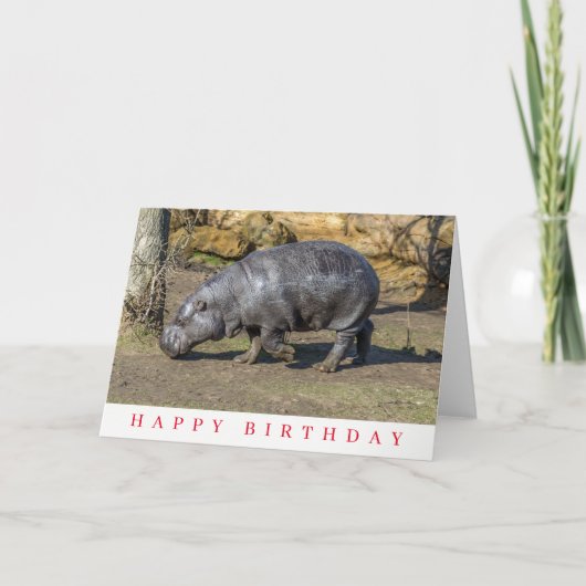 Carte d'anniversaire hippopotame nain (Devant)