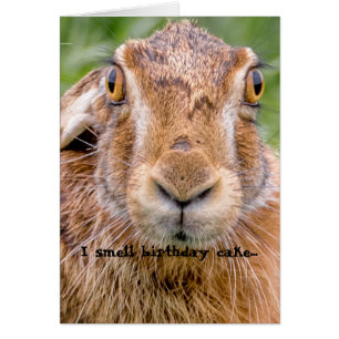 carte d'anniversaire humour lapin lapin nez