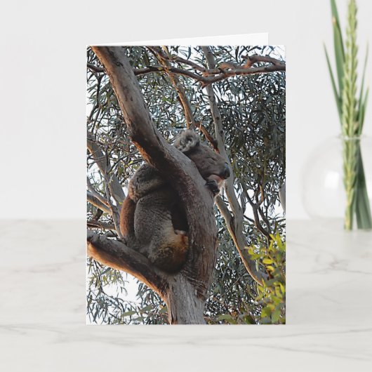 Carte d'anniversaire - Koala endormie (Devant)
