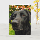 Carte d'anniversaire Labrador Retriever (Fleur jaune)