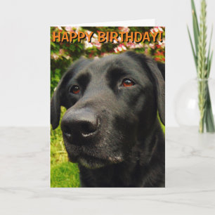 Carte d'anniversaire Labrador Retriever