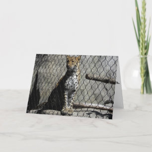 Carte d'anniversaire "Leopard #3"