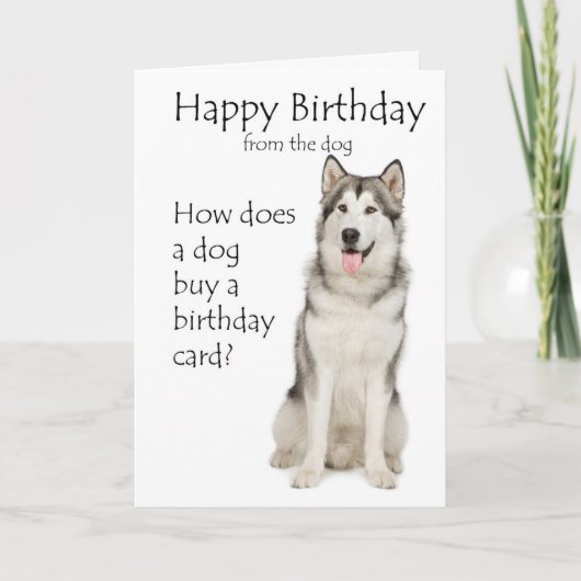 Carte d'anniversaire malamute amusante (Devant)