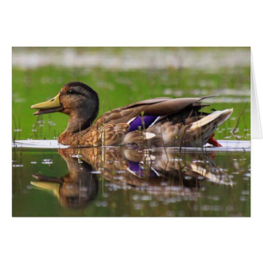 Carte d'anniversaire Mallard Duck Nature (Devant horizontal)