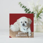 Carte d'anniversaire Malshi (Debout devant)