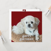 Carte d'anniversaire Malshi (Devant/Arrière en situation)