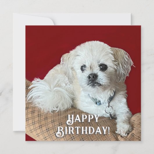 Carte d'anniversaire Malshi (Devant)