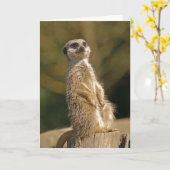 Carte d'anniversaire Meerkat (Fleur jaune)