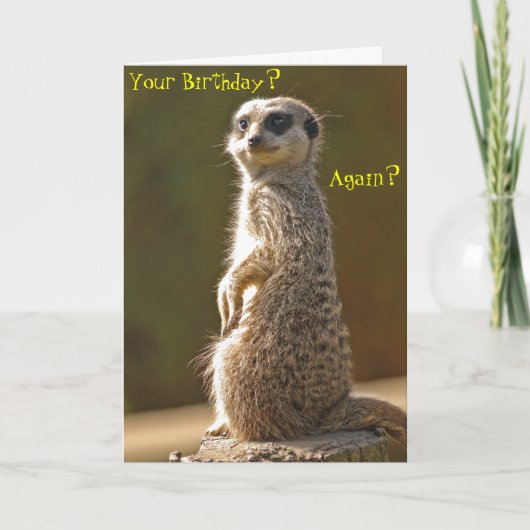 Carte d'anniversaire Meerkat (Devant)