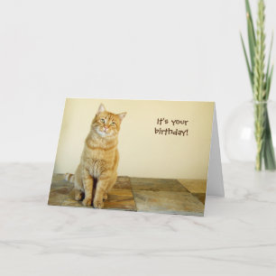 Carte d'anniversaire Orange Tabby