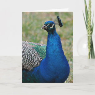 Carte d'anniversaire Peacock