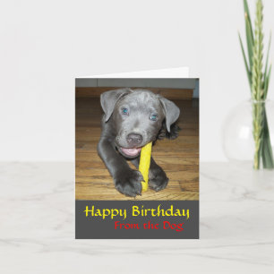 Carte d'anniversaire pour amateur de chiots Labrab