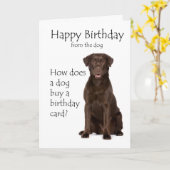 Carte d'anniversaire pour Labrador chocolat (Fleur jaune)