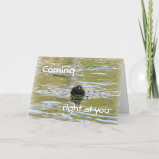 Carte d'anniversaire : Poussin de poule d'eau