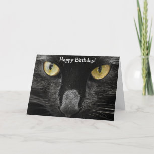 Carte d'anniversaire : Quel chat ! Quel regard !