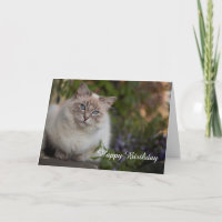 Carte d'anniversaire Ragdoll
