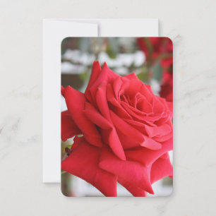Carte d'anniversaire Red Rose Scottish Poem