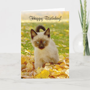 Carte d'anniversaire Siamoise-x de chaton