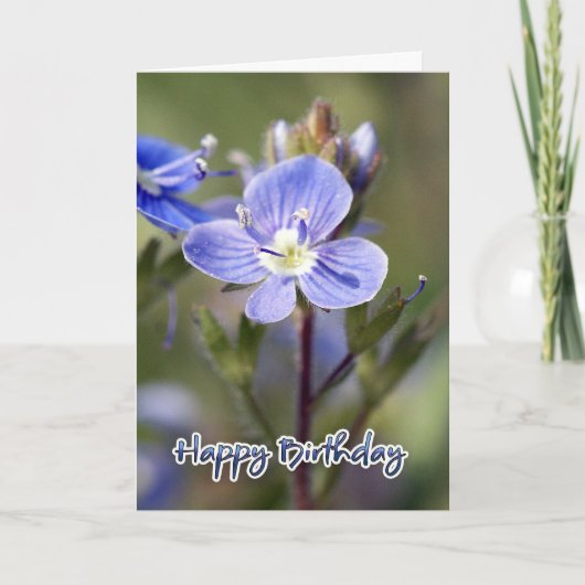 Carte d'anniversaire - speedwell de maïs - (Devant)