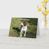 Carte d'anniversaire Springer Spaniel HEUREUSE (Fleur jaune)