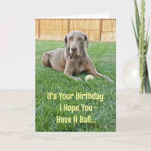 Carte d'anniversaire Weimaraner (Devant)