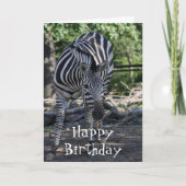 carte d'anniversaire zebra (Devant)
