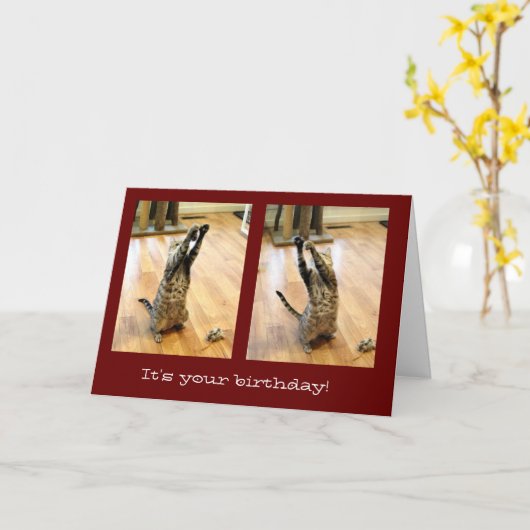 Carte Danse Tabby Chat Anniversaire (Fleur jaune)
