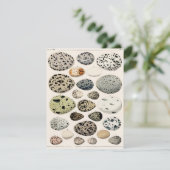 CARTE D'APPARTEMENT AVEC "OEUFS D'OISEAUX" VINTAGE (Debout devant)