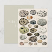 CARTE D'APPARTEMENT AVEC "OEUFS D'OISEAUX" VINTAGE (Devant / Derrière)