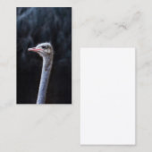 Carte D'appel Photographie d'autruche (Devant / Derrière)