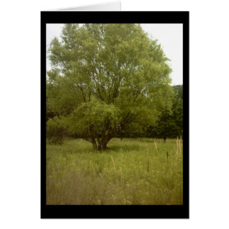 Carte d'arbre de prairie