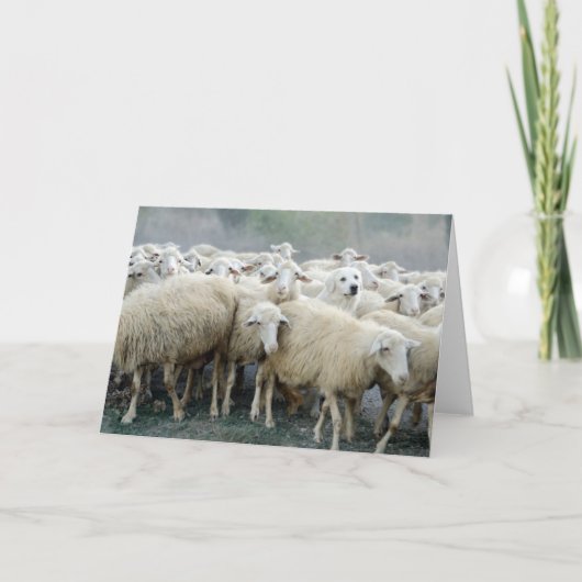 Carte Dare to be different! Sheepdog Saying ... (Devant)