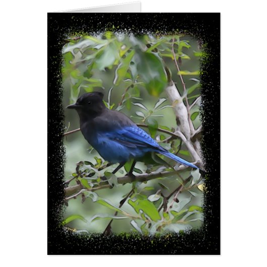 Carte d'art Blue Jay - 5 pouces x 7 pouces (Devant)