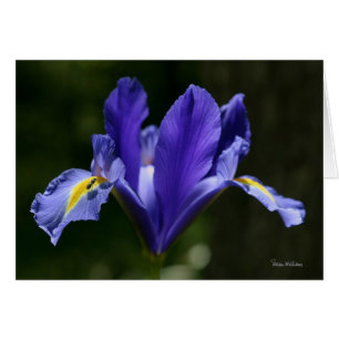 Carte d'art de Frameable