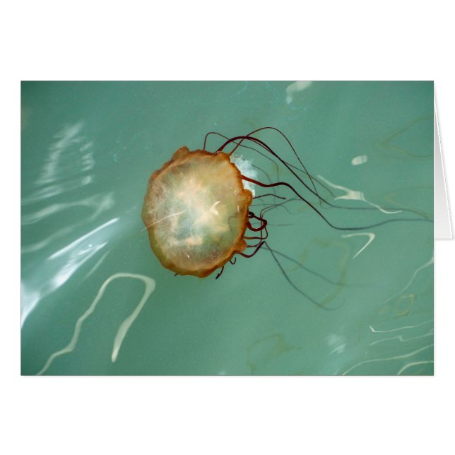 Carte d'art de Frameable de méduses d'ortie de mer (Devant horizontal)