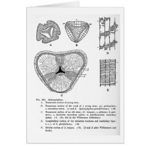 Carte d'art de Sphenophyllum