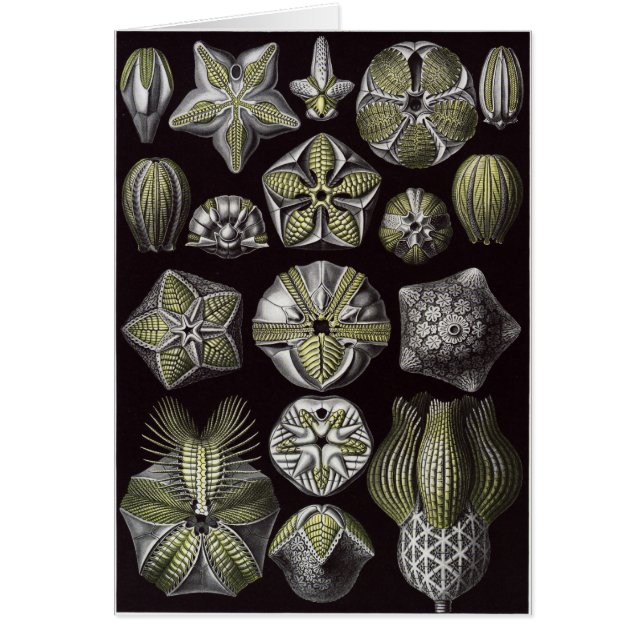 Carte d'art d'Ernst Haeckel : Blastoidea (Devant)