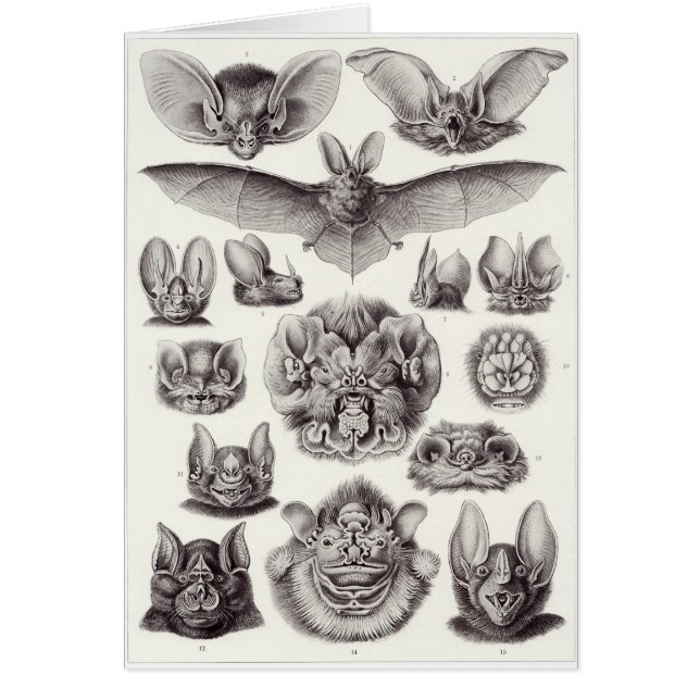 Carte d'art d'Ernst Haeckel : Chiroptera (Devant)
