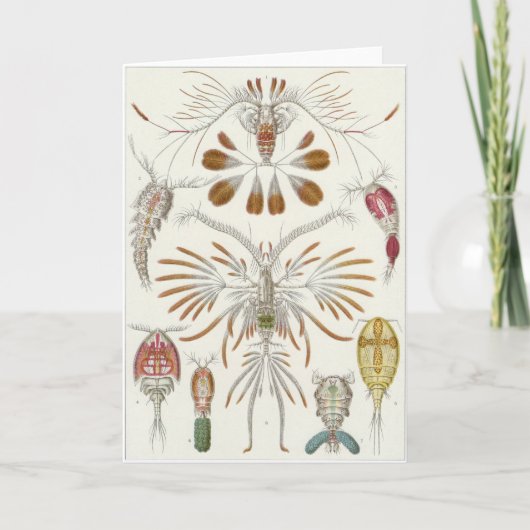 Carte d'art d'Ernst Haeckel : Copepoda (Devant)