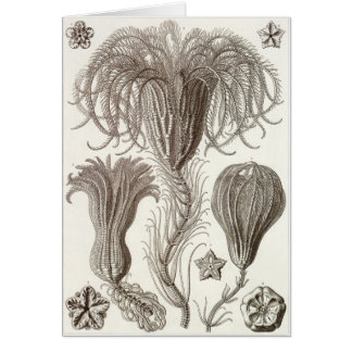 Carte d'art d'Ernst Haeckel : Crinoidea