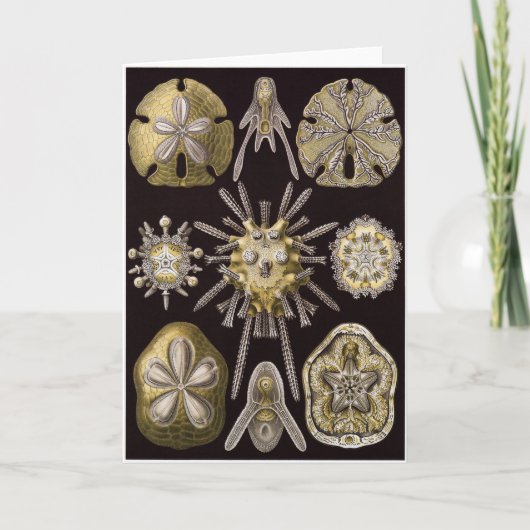 Carte d'art d'Ernst Haeckel : Echinidea (Devant)