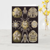 Carte d'art d'Ernst Haeckel : Echinidea (Fleur jaune)