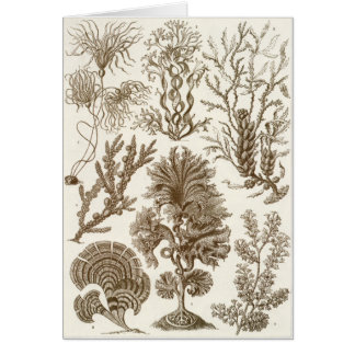 Carte d'art d'Ernst Haeckel : Fucoideae