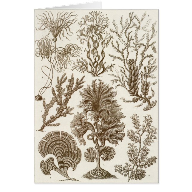 Carte d'art d'Ernst Haeckel : Fucoideae (Devant)
